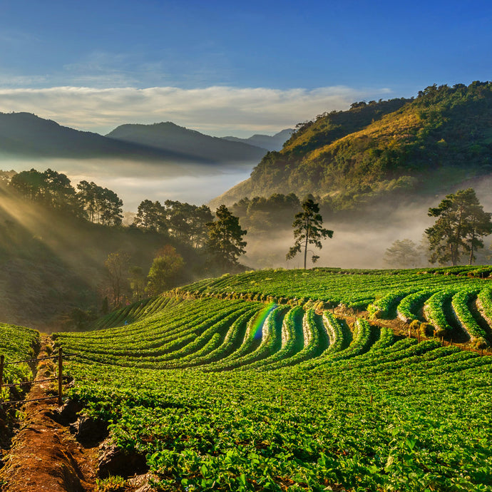 Hojas de Té: Una infusión mágica.